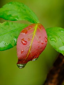 Превью обои листья, капли, мокрый, макро, зеленый, красный