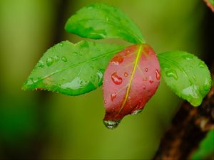 Превью обои листья, капли, мокрый, макро, зеленый, красный