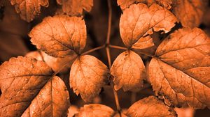 Превью обои листья, капли, осень, коричневый, макро