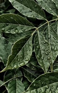 Превью обои листья, капли, поверхность