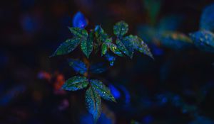 Превью обои листья, капли, темный