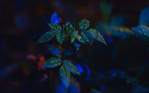 Превью обои листья, капли, темный