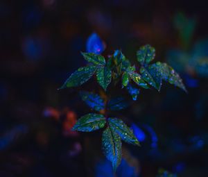 Превью обои листья, капли, темный
