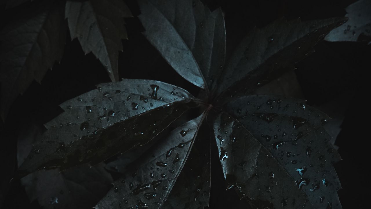 Обои листья, капли, влага, темный