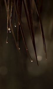 Превью обои листья, капли, вода, макро