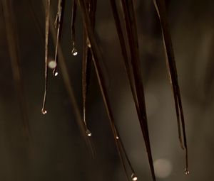 Превью обои листья, капли, вода, макро