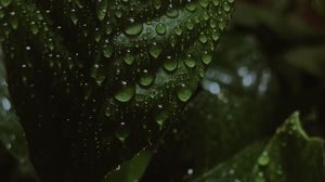 Превью обои листья, капли, вода, мокрый, макро, зеленый