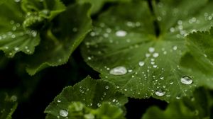 Превью обои листья, капли, вода, зеленый, макро