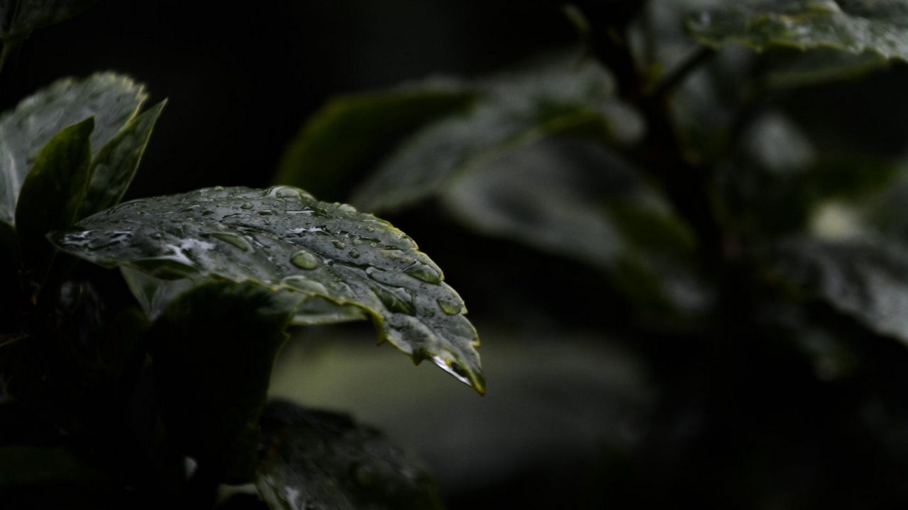 Обои листья, капли, вода, дождь, мокрый, темный, макро