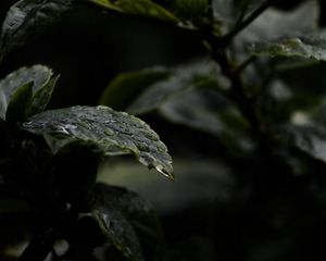 Превью обои листья, капли, вода, дождь, мокрый, темный, макро