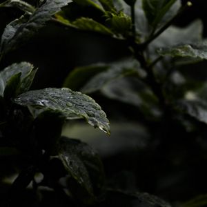 Превью обои листья, капли, вода, дождь, мокрый, темный, макро