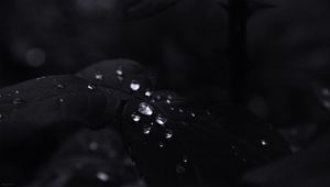 Превью обои листья, капли, вода, черный