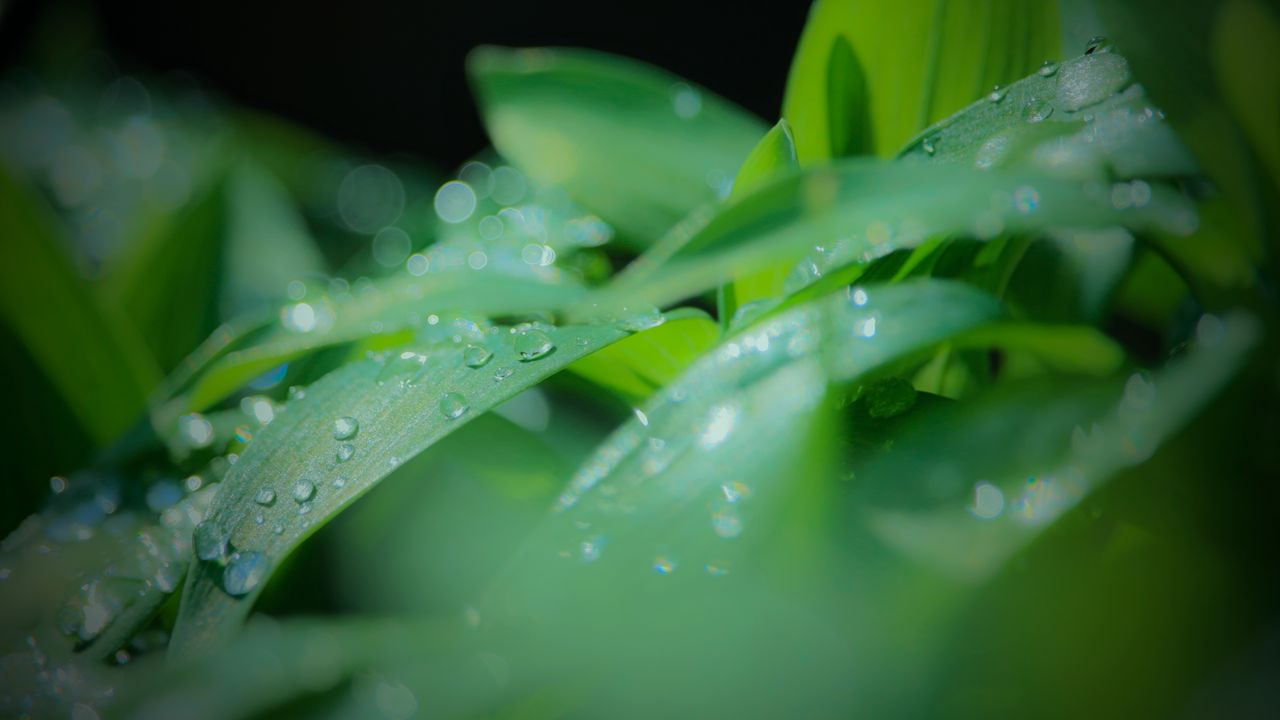 Обои листья, капли, вода, дождь, зеленый, размытие