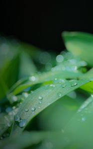 Превью обои листья, капли, вода, дождь, зеленый, размытие