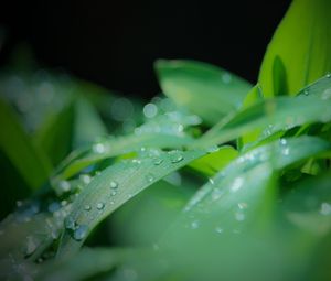 Превью обои листья, капли, вода, дождь, зеленый, размытие