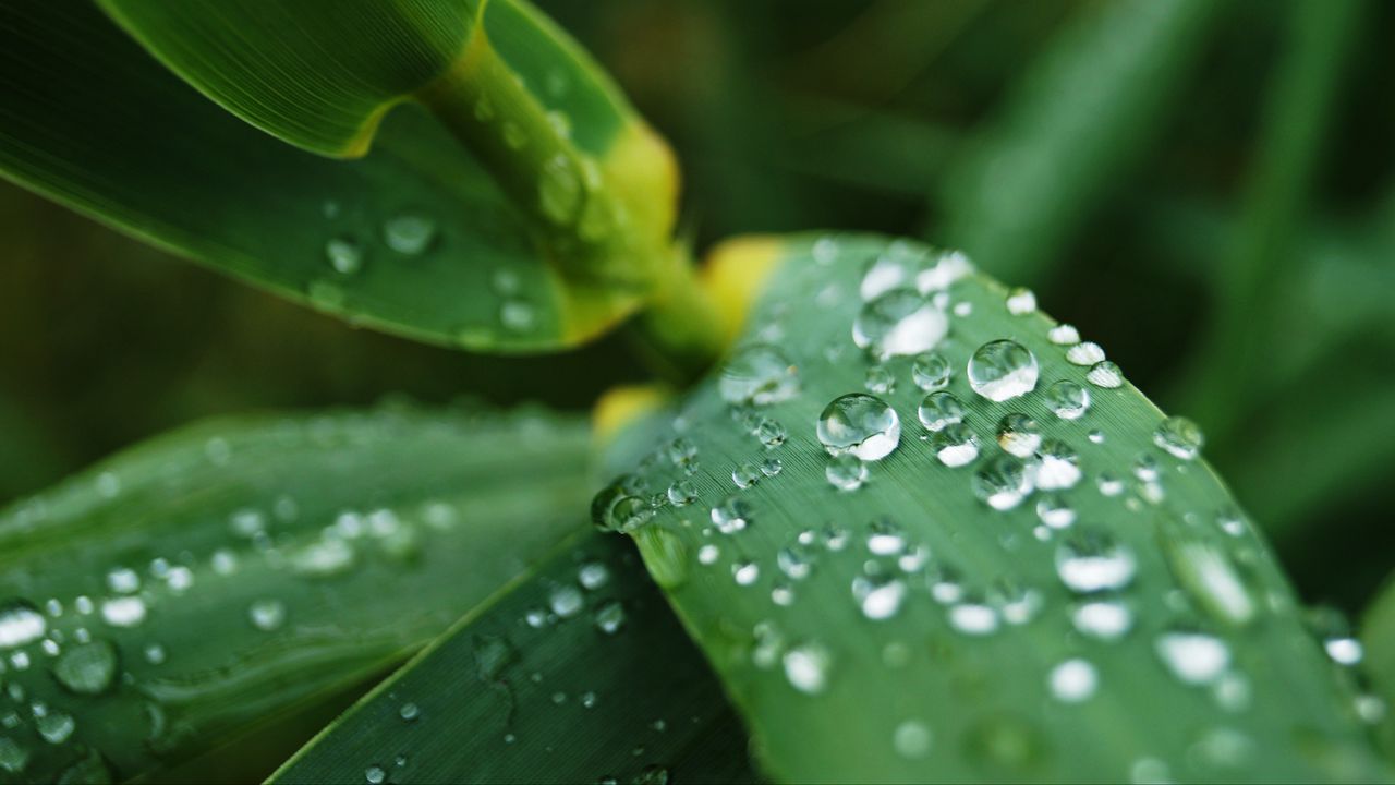 Обои листья, капли, вода, макро, дождь