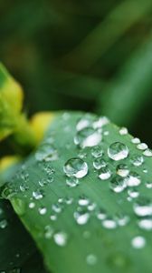 Превью обои листья, капли, вода, макро, дождь