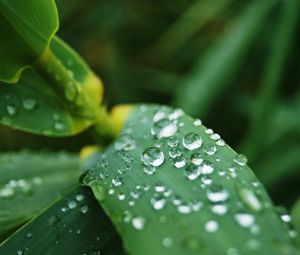 Превью обои листья, капли, вода, макро, дождь