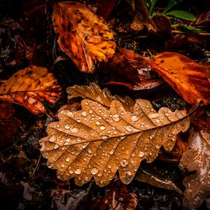 Превью обои листья, капли, вода, мокрый, макро, коричневый