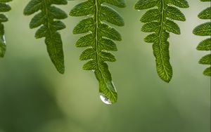 Превью обои листья, капли, вода, роса, зеленый, макро