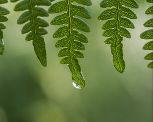 Превью обои листья, капли, вода, роса, зеленый, макро