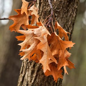 Превью обои листья, клен, осень, дерево, кора