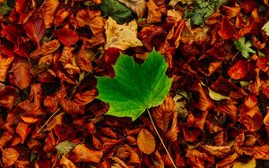 Превью обои листья, клен, осень, опавший, контраст