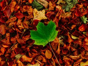 Превью обои листья, клен, осень, опавший, контраст