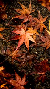 Превью обои листья, клен, осень, мокрый, поверхность