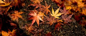 Превью обои листья, клен, осень, мокрый, поверхность