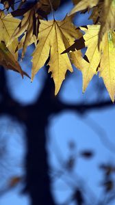 Превью обои листья, клен, размытие, ветки