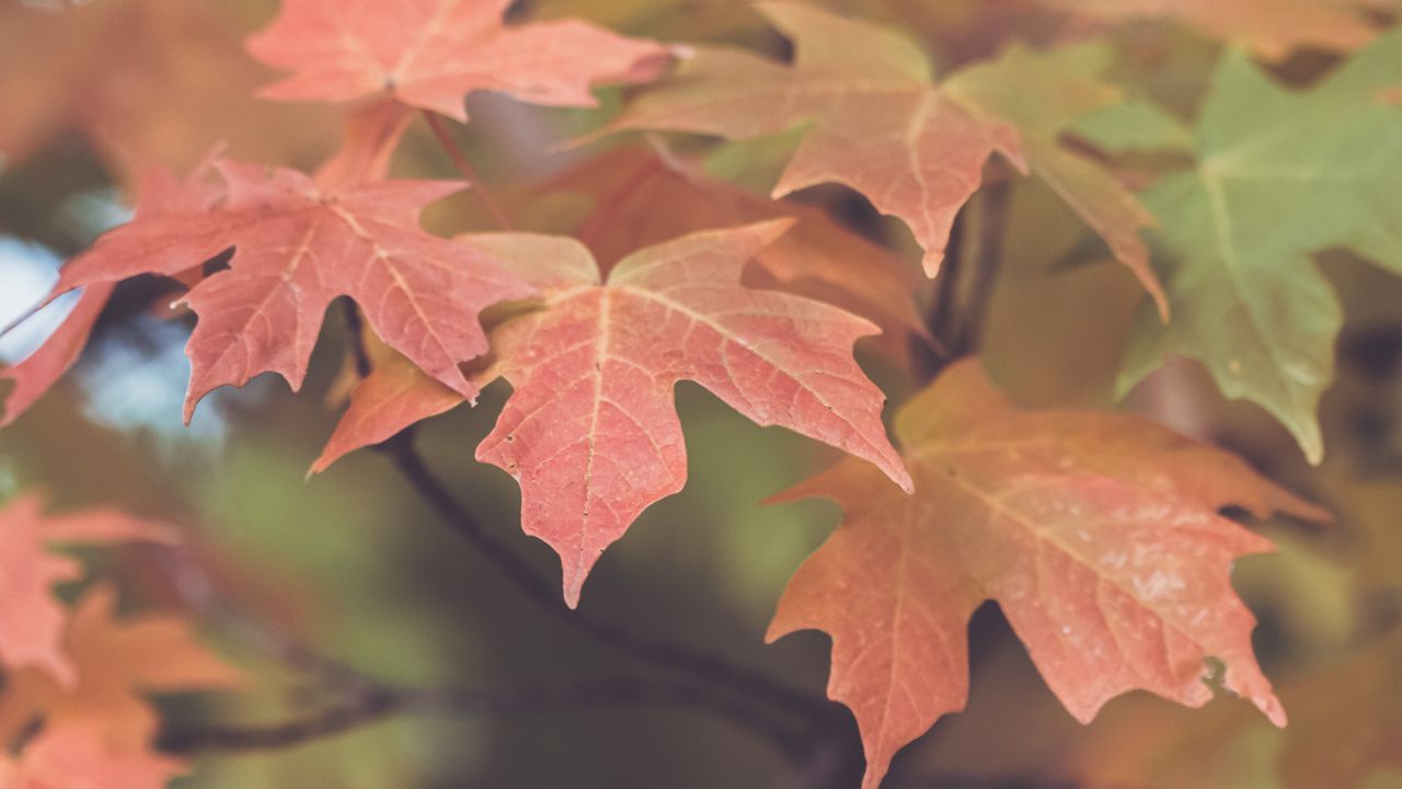 Обои листья, клен, размытие, осень, макро