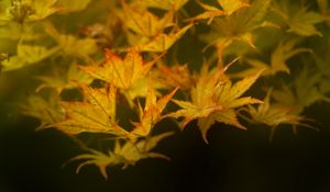 Превью обои листья, клен, ветка, природа