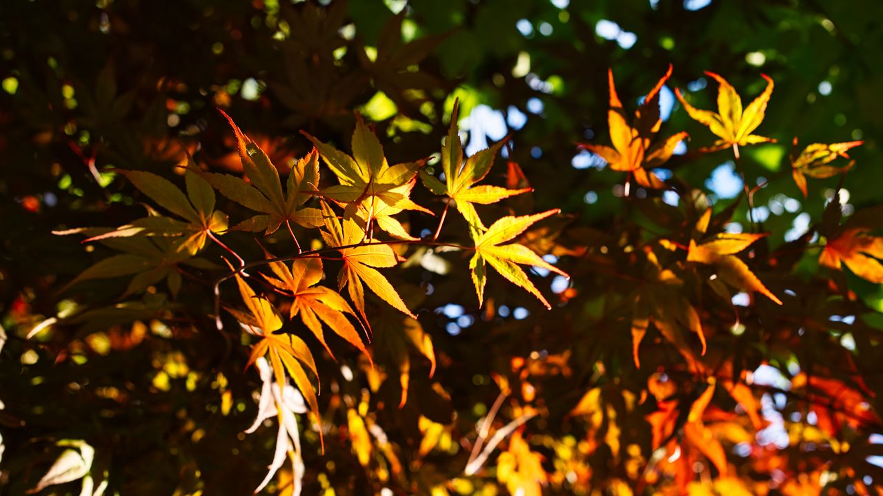 Обои листья, клен, ветки, солнечный свет