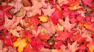 Превью обои листья, кленовые листья, клен, капли, опавшая листва, осень