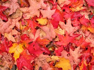 Превью обои листья, кленовые листья, клен, капли, опавшая листва, осень