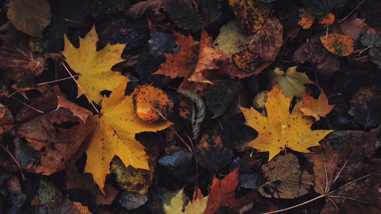 Обои листья, кленовый лист, осень