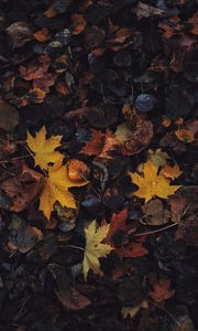 Превью обои листья, кленовый лист, осень