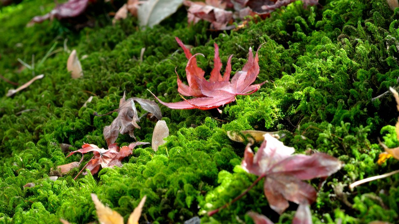 Обои листья, кленовый листья, мох, макро, осень