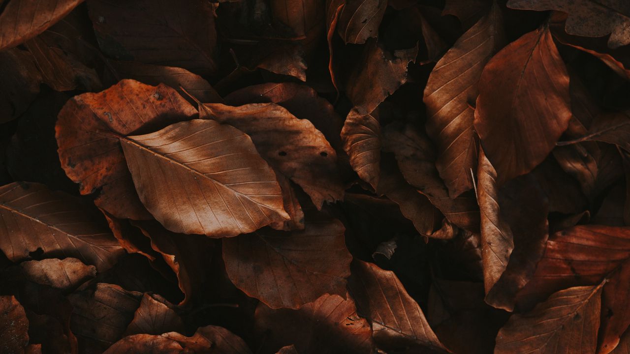Обои листья, коричневый, сухой, осень, листва