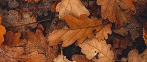 Превью обои листья, коричневый, сухой, опавший, осень