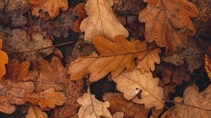 Превью обои листья, коричневый, сухой, опавший, осень