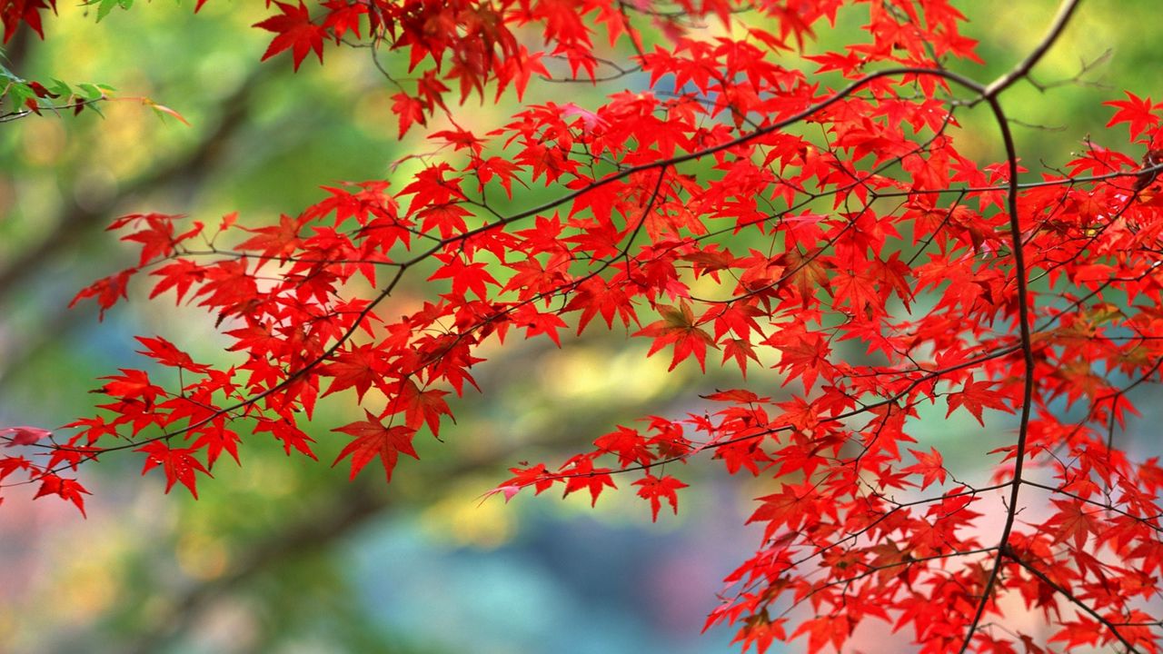 Обои листья, красные, осень, ветви
