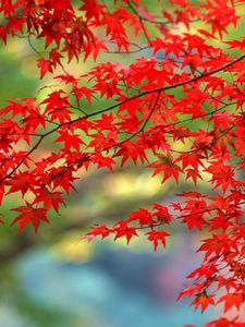 Превью обои листья, красные, осень, ветви