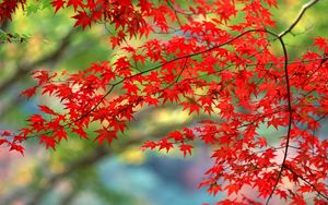 Превью обои листья, красные, осень, ветви