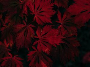 Превью обои листья, красный, черный, темный, растение