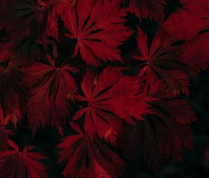 Превью обои листья, красный, черный, темный, растение