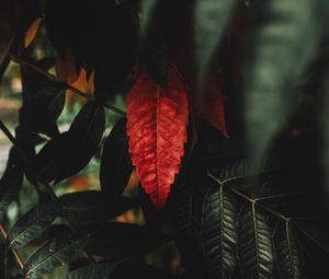 Превью обои листья, красный, макро, ветки, растение