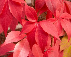 Превью обои листья, красный, осень, размытие