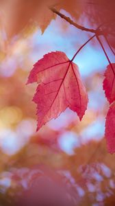 Превью обои листья, красный, сухой, макро, осень